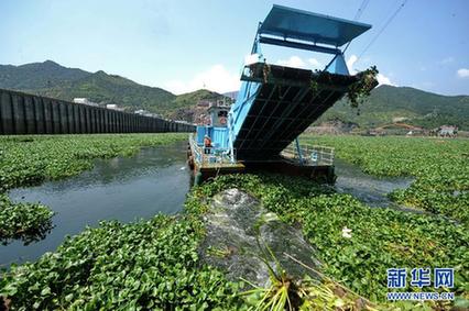 水葫芦泛滥成灾 福建全力“清剿”
