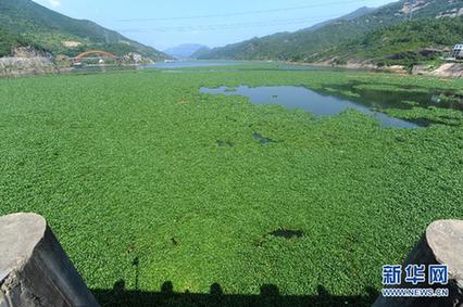水葫芦泛滥成灾 福建全力“清剿”