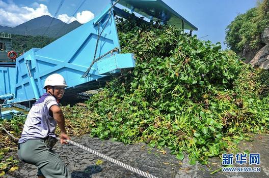 水葫芦泛滥成灾 福建全力“清剿”
