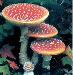 世界上9种最毒食物：“水中珍品”三文鱼上榜