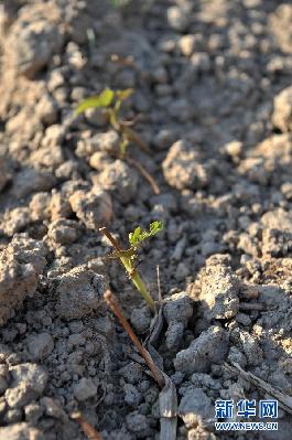 夏秋连旱 广西多地遭灾粮食绝收