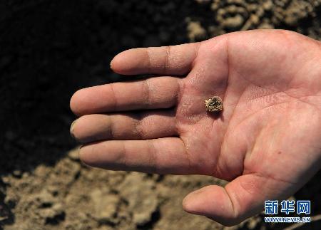 夏秋连旱 广西多地遭灾粮食绝收