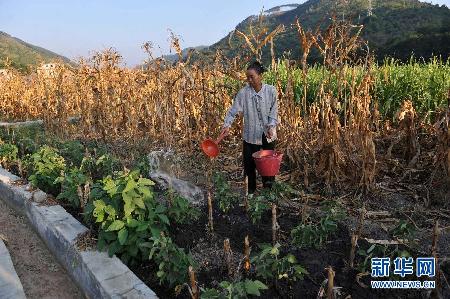 夏秋连旱 广西多地遭灾粮食绝收