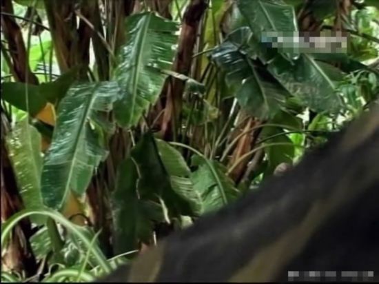 荒野求生绝非儿戏 主持人自拍惨死澳洲实录