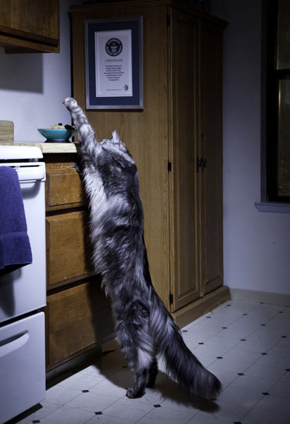 2012版吉尼斯世界纪录出炉