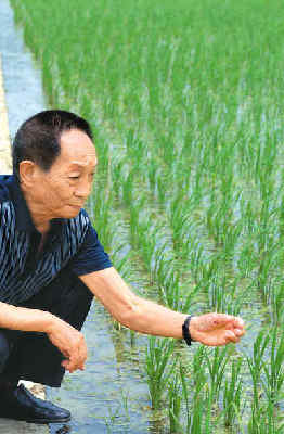袁隆平在试验田边查看水稻长势(2007年5月摄).新华社记者 赵众志摄