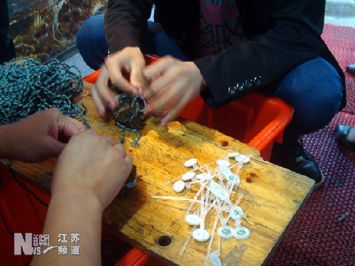 江苏惊现“套牌”阳澄湖大闸蟹