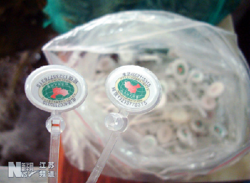 江苏惊现“套牌”阳澄湖大闸蟹