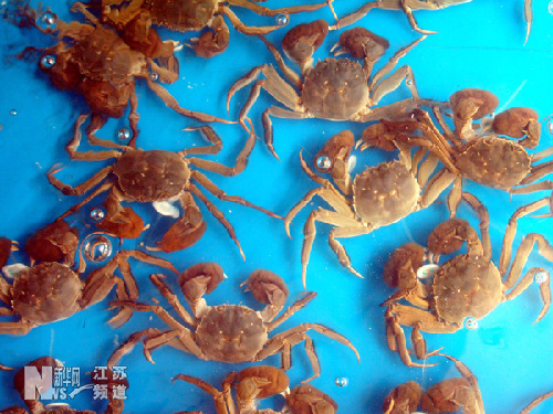 江苏惊现“套牌”阳澄湖大闸蟹