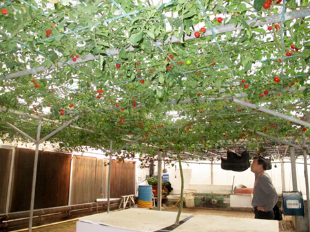 烟台农博园 特色农业科技之旅妙趣横生