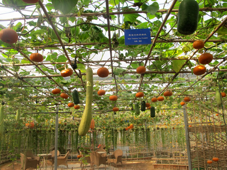 烟台农博园 特色农业科技之旅妙趣横生