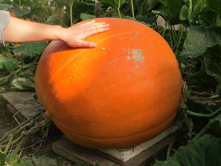 烟台农博园 特色农业科技之旅妙趣横生