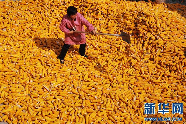 金秋丰收图