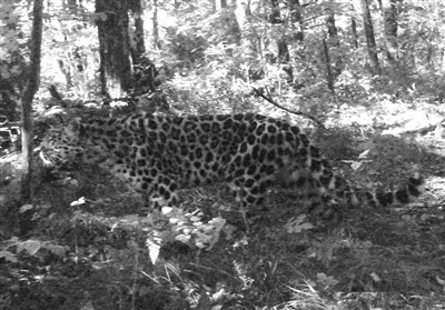 中国首次拍到野生东北豹 数量不足东北虎十分之一