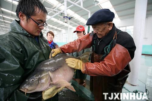 天津换新水产良种场开始秋季亲鱼选育