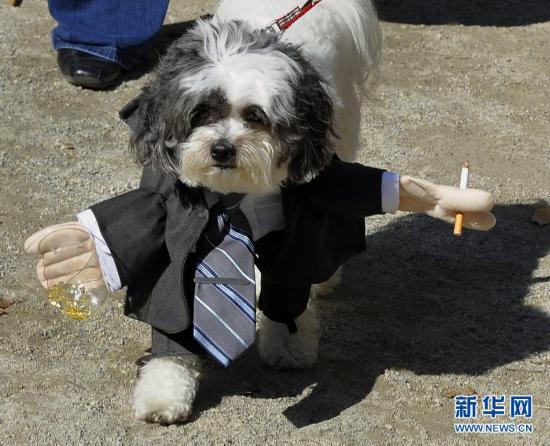 万圣节狗狗大游行（组图）