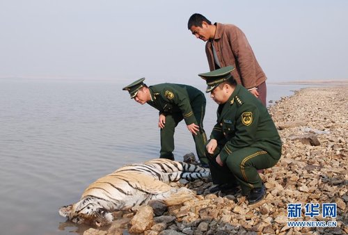 黑龙江发现疑似野生东北虎尸体 死因不详(图)