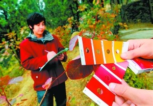 香山上周末游客排大队 本周进入红叶变色盛期