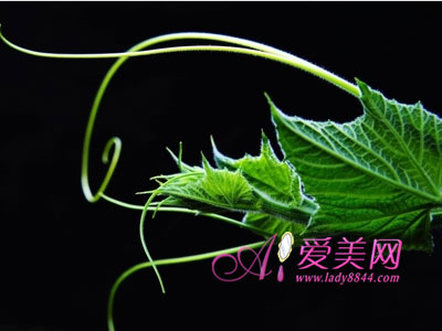 十二个丝瓜的食疗处方 可治咳嗽