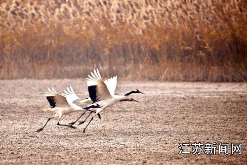 江苏黄海滩涂丹顶鹤舞蹁跹