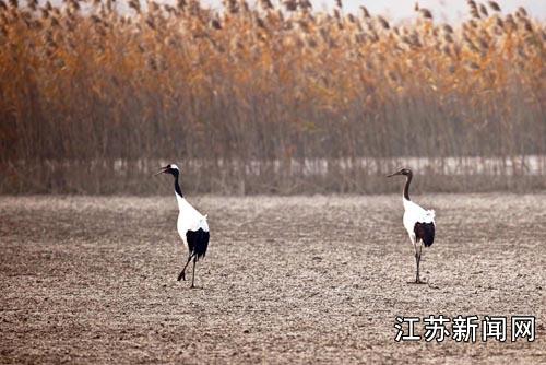 江苏黄海滩涂丹顶鹤舞蹁跹