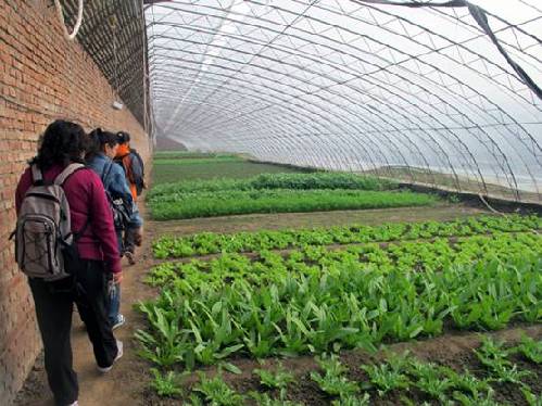 营养师深入生机庄园基地揭秘有机蔬菜种植和营