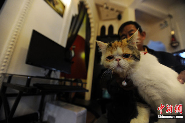 “猫吧”亮相昆明