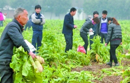 60亩萝卜免费送引万人采摘 郑州朴实菜农hold不住