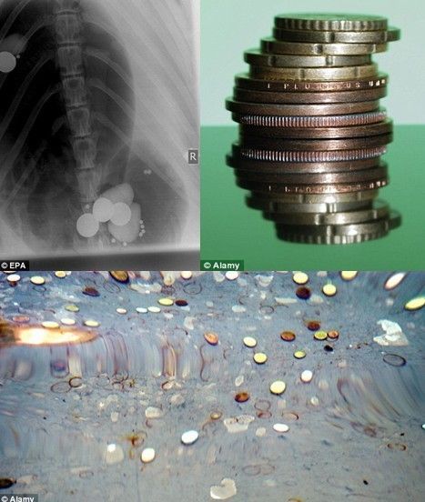 澳洲“财迷”海豹吞下7枚硬币 消瘦30公斤