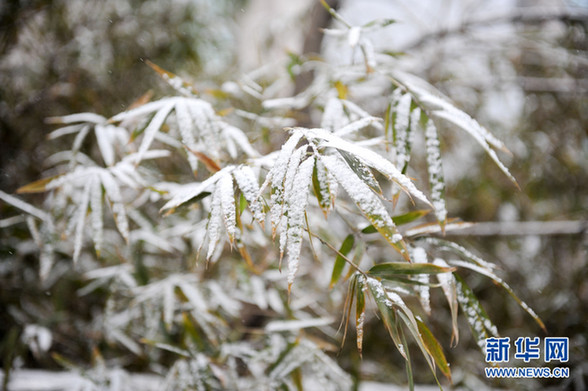 今冬初雪落京城