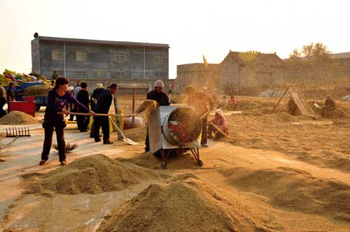 土地流转促生产 汝州种粮大户60余万斤谷子归仓