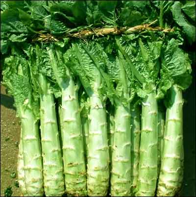 豆芽等十种蔬菜最适合冬天吃