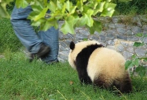 开心一笑！各种各样的熊猫囧照