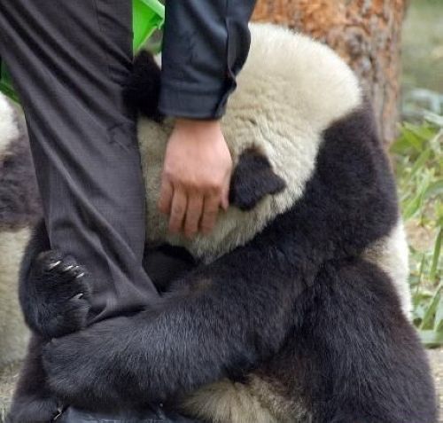 开心一笑！各种各样的熊猫囧照