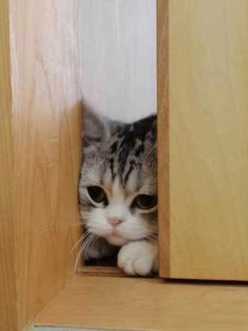 萌猫盘点 触动你的心