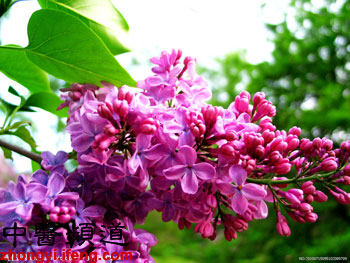 养生必知：22种最常见的食物可治22种病症