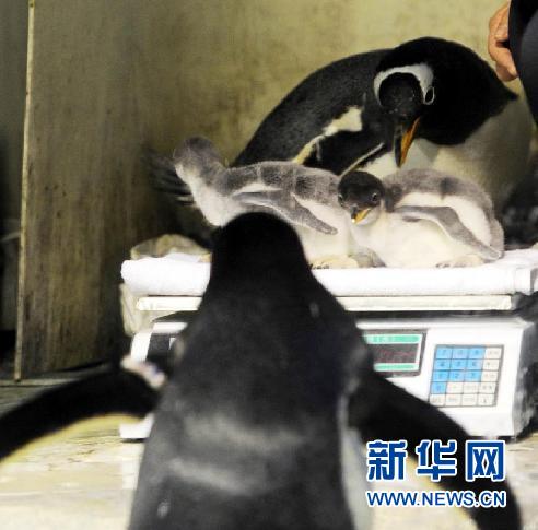 六只企鹅宝宝在哈尔滨极地馆诞生(组图)