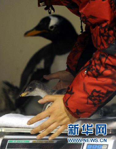 六只企鹅宝宝在哈尔滨极地馆诞生(组图)