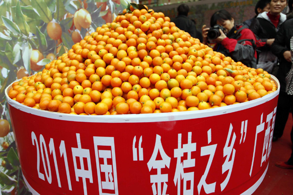 广西柑橘大丰收
