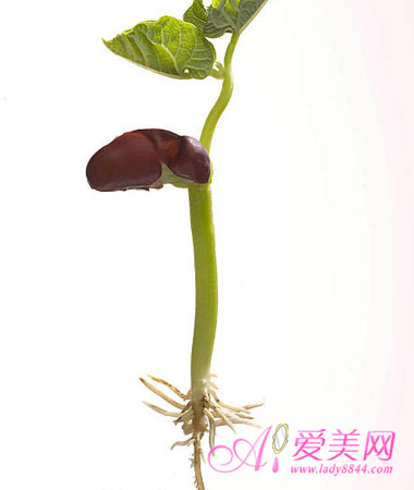 6种最容易染上细菌的食物(组图)