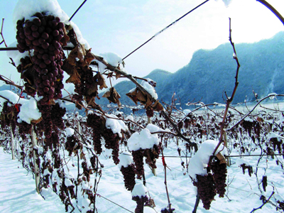 黄金冰谷是自然奇迹 中国冰酒后来居上