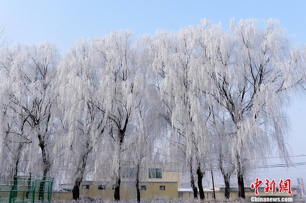 辽宁营口出现雾凇美景