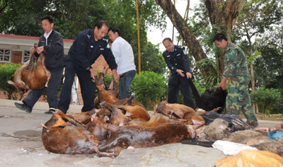 云南西双版纳州查获一起重特大收购、运输国家重点保护野生动物案