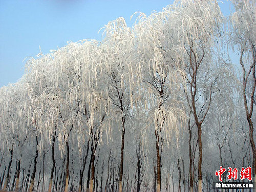 长春雾后现雾凇美景 装扮城市银妆素裹