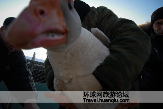 俄罗斯有趣的斗鹅比赛