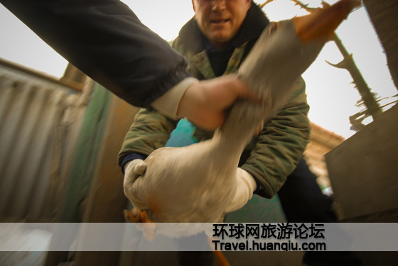 俄罗斯有趣的斗鹅比赛