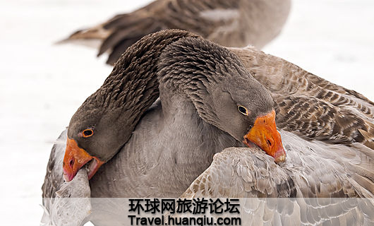 俄罗斯有趣的斗鹅比赛