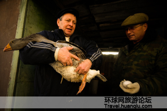 俄罗斯有趣的斗鹅比赛