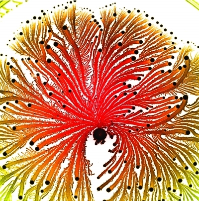 这些微生物吃进的是矿石吐出的是黄金