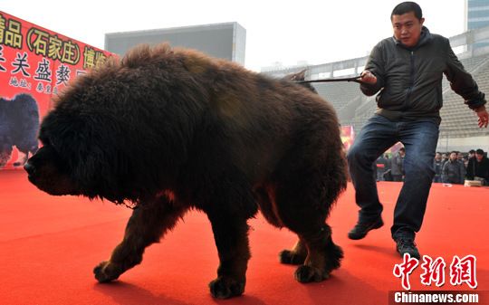 天价藏獒“惊天兽”亮相河北 力大如牛壮如雄狮